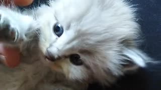 Kitten Lying on her owner Lap