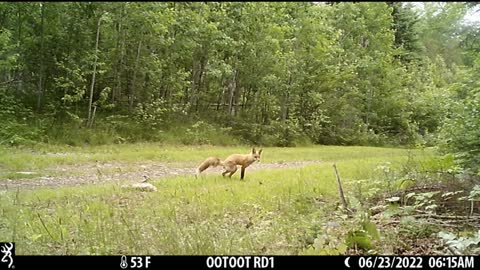 Just Another 'Wild Animals Pooping in the Woods' Video