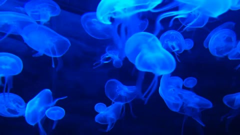 Jellyfish | Amazing Jellyfish | Jellyfish Immortal