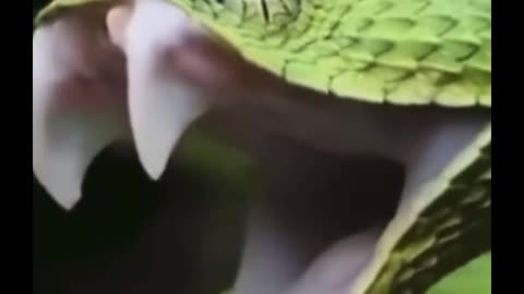 Are snake teeth retractable? Its mouth can open so wide
