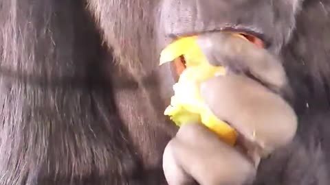 Her favourite vegetable, peppers! #gorilla #eating #asmr #satisfying