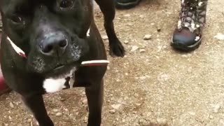 Black pitbull whimpers on windy trail