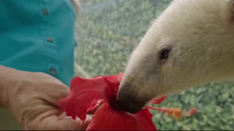 Cute baby tamandua