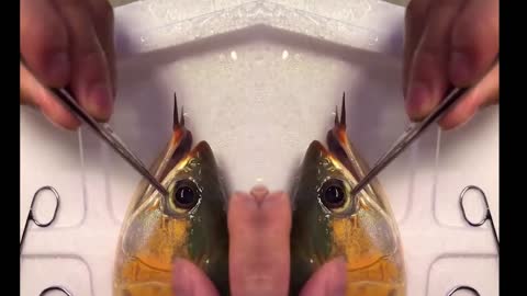Equipo de Danielle Carleton GUAU! 😱😍😱 solo pesca chas increíble video