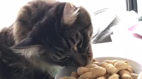 Brown cat eats peanuts out bowl and falls off shelf