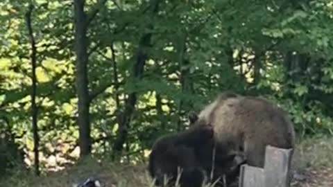 Wild bear cubs playing next to the road