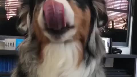 Dog is so Happy!