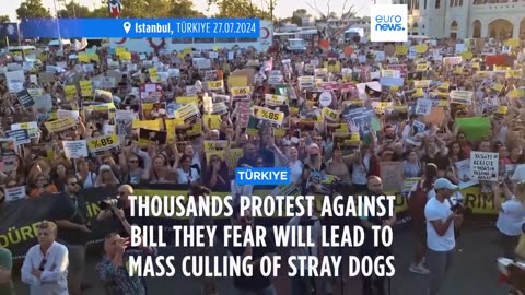 Thousands protest in Istanbul against bill they fear will lead to mass cull of stray dogs| CN ✅