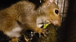 Avocado Time- Rocky the Squirrel