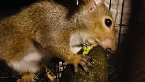 Avocado Time- Rocky the Squirrel