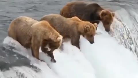 Bears on the water fall