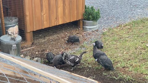 Guinea Fowl Threaten to Jump the Fence 11.2021