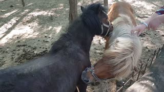 Small ponies use teamwork to scratch each other's back