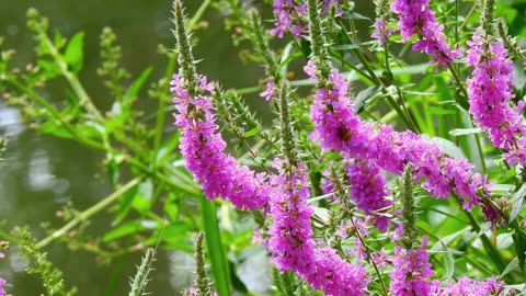 Natural Fresh Beauty and Flowers 🌺🌹