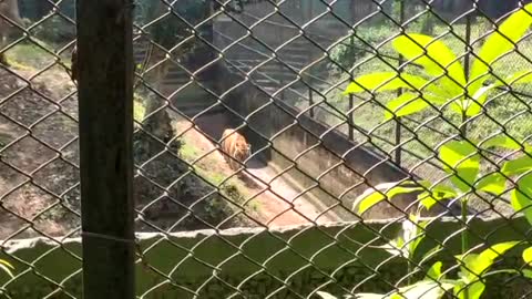 Real Tiger in Zoo