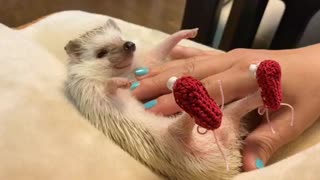 Tiny hedgehog chills out to relaxing massage