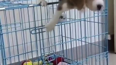 A smart beagle pup
