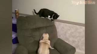 funny fights dogs vs cats