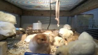 Our Chickens Growth Report May 13th 2021