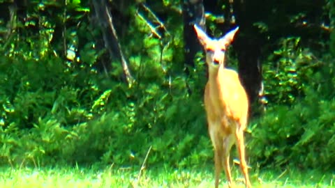 White-tailed deer