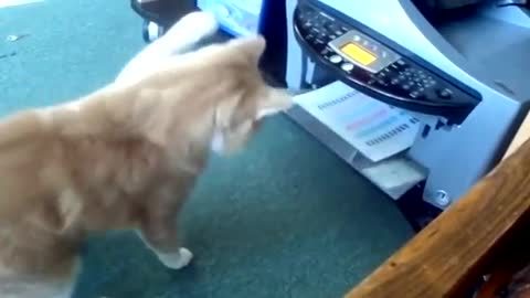 Funny cat attacking a printer.