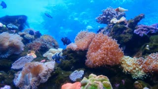 Ocean animal world