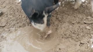 Pig Bubbles