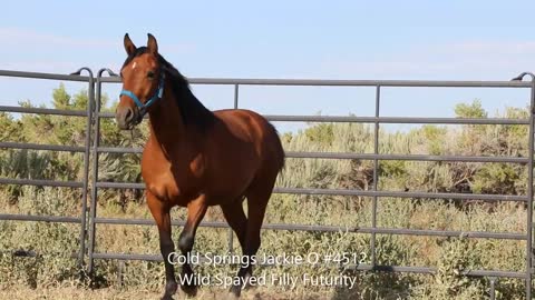 2020 Wild Spayed Filly Futurity/ Cold Springs Jackie 0 #4512