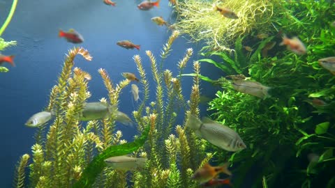 Most Beautiful Fish Aquarium Underwater