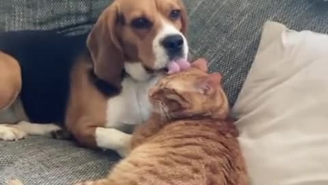 Dog freezes after realizing she's on camera grooming the cat