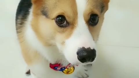 Little Corgi, short legs, but super cute