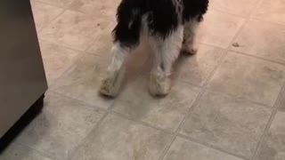 Black white dog trying to use ice machine in fridge