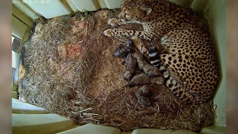 Adorable Cheetah Cubs Born At USA National Zoo