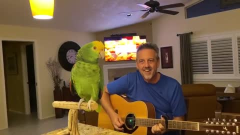 The singing green bird