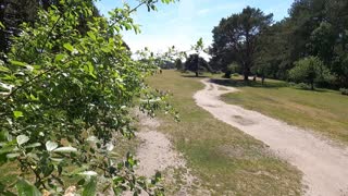 Drone footage. Deers leap. New forest.