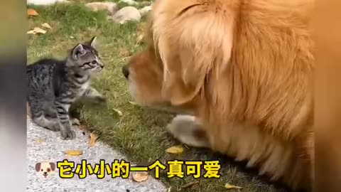 Harmonious Coexistence Between Cats and Dogs