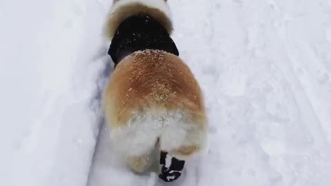 Cute Corgi is Winter Ready