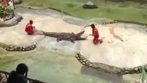 crocodile attack on human