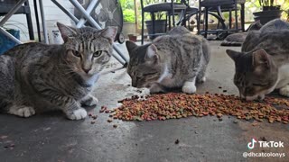 Sunshine cat colony Feeding time