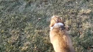 Puppy meets deer