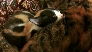 Little Kitten Sleeping With Momy