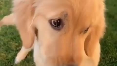 Funny Labrador eating ice cream in a cute and playful manner.