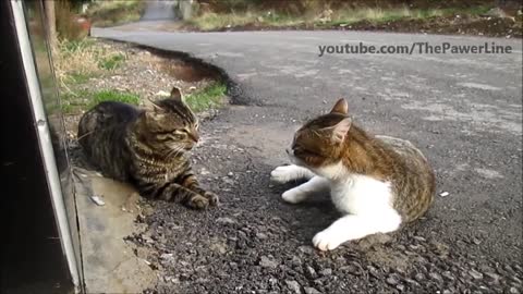 Two alpha hyper cats' trash talk
