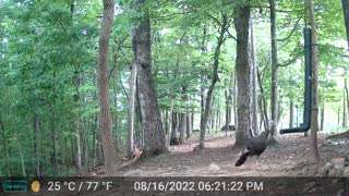 The Woods – 08/17/2022 w/Bear