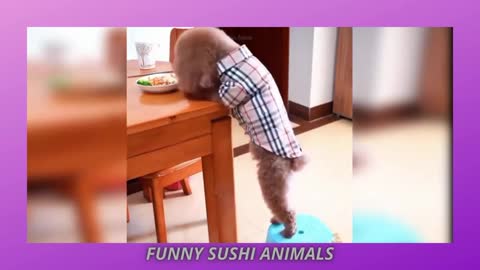 Cute Baby Dogs and Funny Dog Doing Stuffs