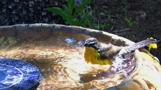 A bird taking a bath