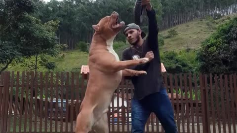 Pitbull training Hulk