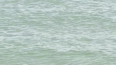 Juvenile Spotted Eagle Rays