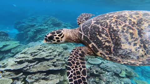 Hawksbill turtle on the Great Barrier Reef
