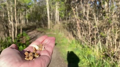 Majestic Video Footage of Hand-Feeding the Blue Jay in Slow Motion